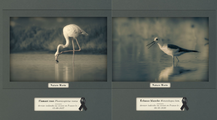 Nature en deuil : Imaginez un monde sans oiseaux